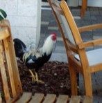 This guy was on the move through a very uptown outdoor café.