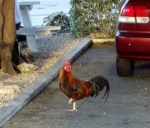 Chickens in the parking lots - all of them.