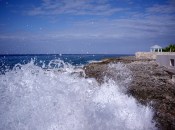 A fave from hubby's shots