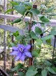The new kid on the deck - a lilac clematis.