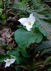 The lovely trillium lily