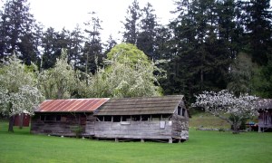 The turkey hut, complete with real gobblers