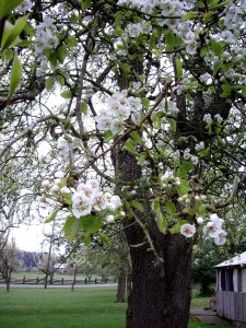 Spring fruit blossoms brighten a grey day