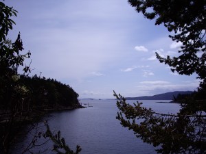 An otter was fishing in this bay as I was waiting for the ferry