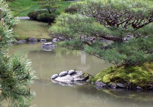 Turtle harmony in the park