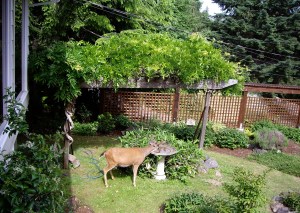 Life as a deer is thirsty work!