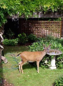 Deer in the front yard, getting a swig from the fountain.