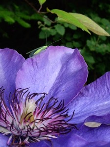 Clematis and visitor.