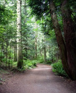 There's nothing quite like the sun trickling through the giant trees of B.C. parks. 