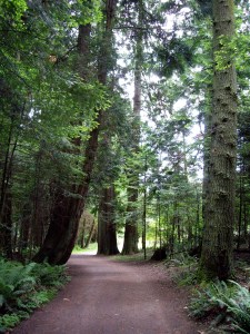 A peaceful stroll in the forest can purge a lot of worry!