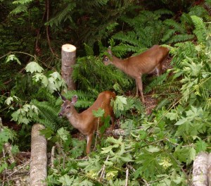 A couple of local girls stop by for a bite of maple leaf. So Canadian of them. 