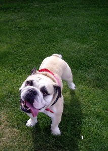 Charles the bulldog gave us a warm Canadian welcome and left some affectionate hairs on my pants. 