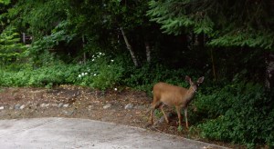 Ambling along the driveway