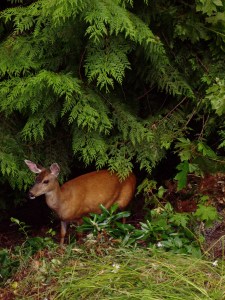 Crashing through the forest
