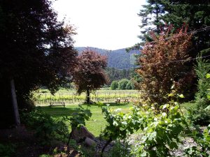 View from the deck of Mistaken Identity's tasting room. Take your time and enjoy!