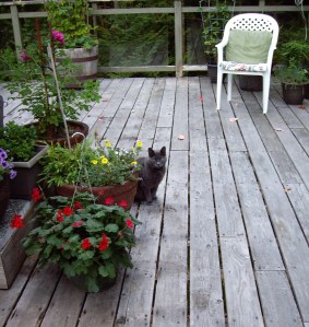 Pebbles the cat considers her options