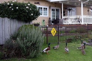 This lakeside stop is just ducky!