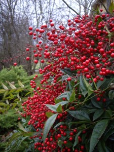 Stunning winter color along the path home.