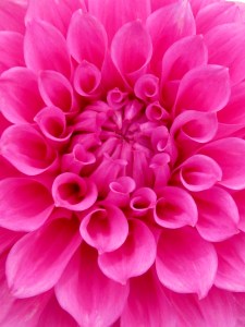 England 2012 dahlia closeup