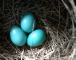 Three eggs