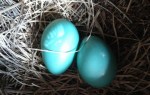 Two eggs