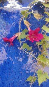 2015-08-22 flowersonbluewall