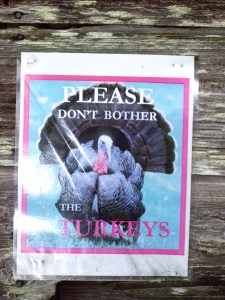 Please don't bother the turkeys