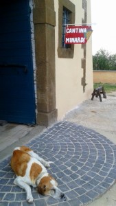 2016-09-15-frascati-wine-dog