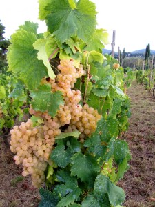 2016-frascati-grapes4