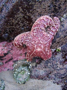 2017 BandonBeach-1PinkStar1Anen-vert